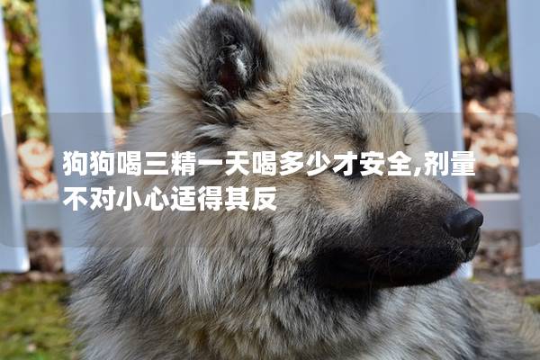 狗狗喝三精一天喝多少才安全,剂量不对小心适得其反