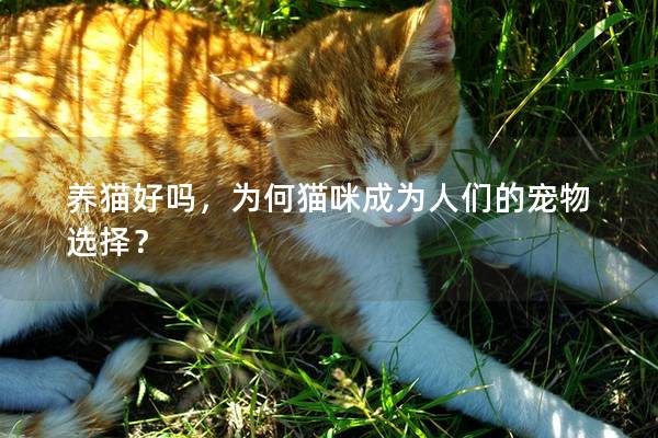 养猫好吗，为何猫咪成为人们的宠物选择？