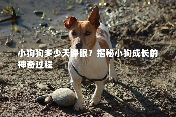 小狗狗多少天睁眼？揭秘小狗成长的神奇过程