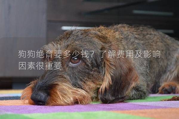 狗狗绝育要多少钱？了解费用及影响因素很重要