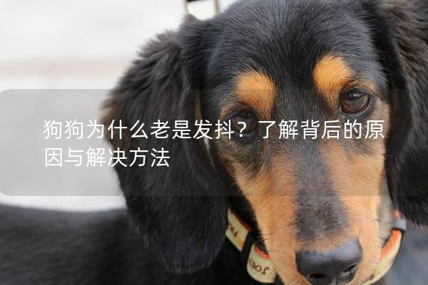 狗狗为什么老是发抖？了解背后的原因与解决方法