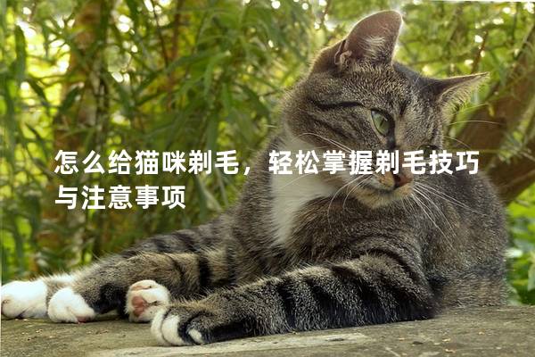 怎么给猫咪剃毛，轻松掌握剃毛技巧与注意事项