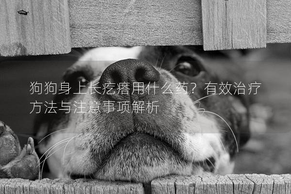 狗狗身上长疙瘩用什么药？有效治疗方法与注意事项解析