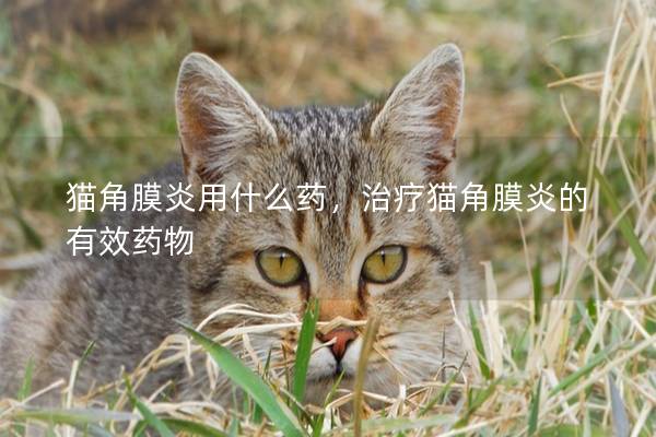 猫角膜炎用什么药，治疗猫角膜炎的有效药物