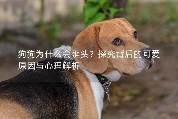 狗狗为什么会歪头？探究背后的可爱原因与心理解析