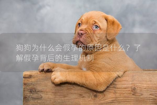 狗狗为什么会假孕的原因是什么？了解假孕背后的生理机制