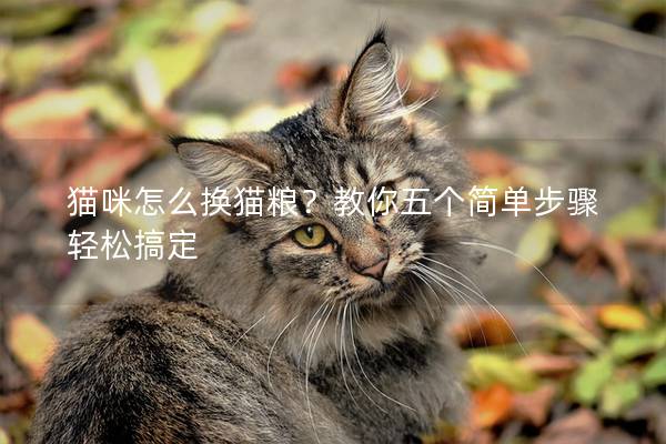 猫咪怎么换猫粮？教你五个简单步骤轻松搞定
