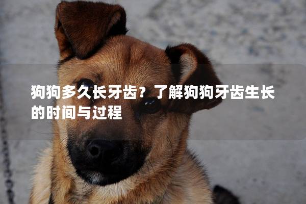 狗狗多久长牙齿？了解狗狗牙齿生长的时间与过程