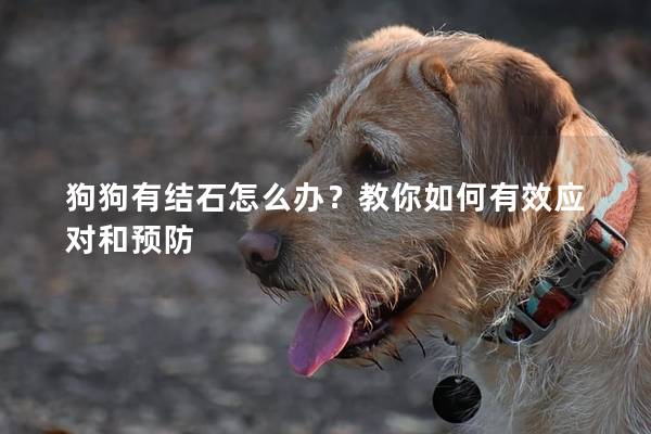 狗狗有结石怎么办？教你如何有效应对和预防