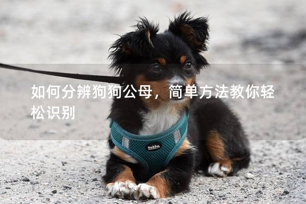 如何分辨狗狗公母，简单方法教你轻松识别