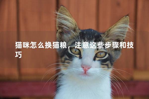 猫咪怎么换猫粮，注意这些步骤和技巧