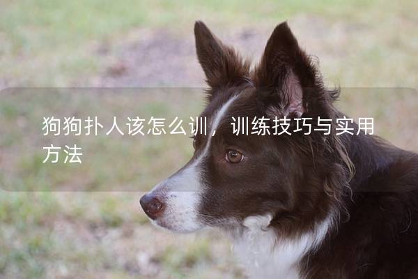 狗狗扑人该怎么训，训练技巧与实用方法