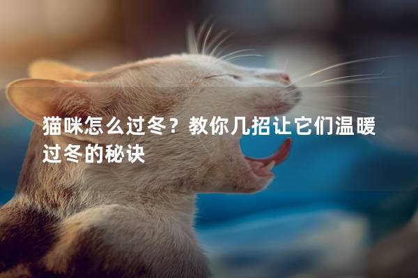 猫咪怎么过冬？教你几招让它们温暖过冬的秘诀