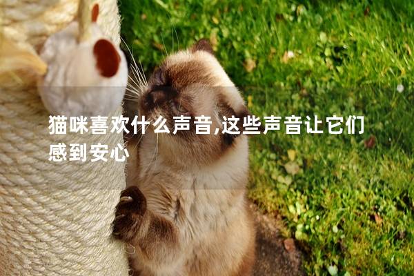猫咪喜欢什么声音,这些声音让它们感到安心