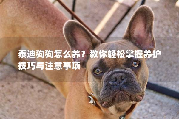 泰迪狗狗怎么养？教你轻松掌握养护技巧与注意事项