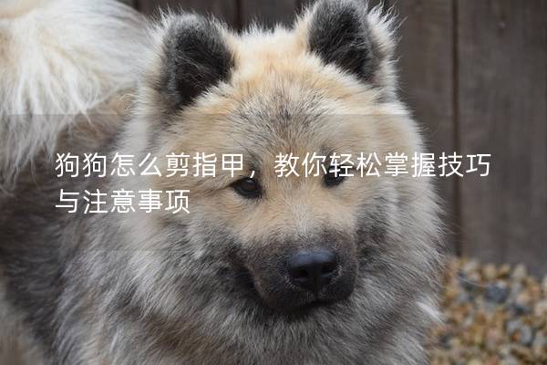 狗狗怎么剪指甲，教你轻松掌握技巧与注意事项