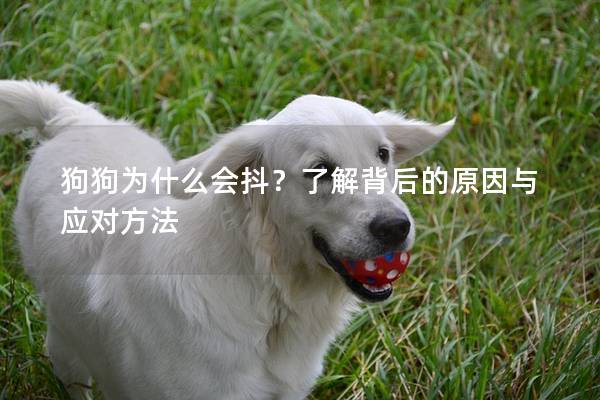 狗狗为什么会抖？了解背后的原因与应对方法
