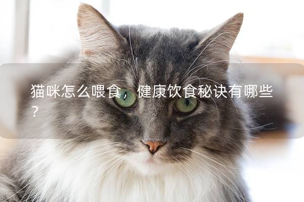 猫咪怎么喂食，健康饮食秘诀有哪些？