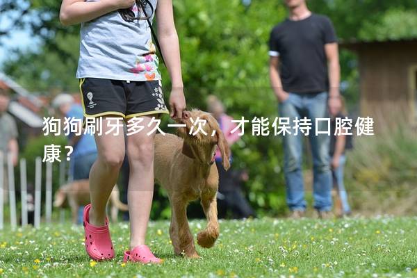 狗狗刷牙多久一次，才能保持口腔健康？
