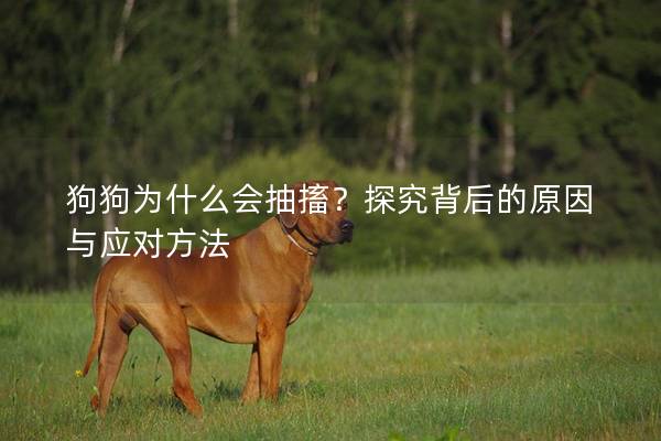 狗狗为什么会抽搐？探究背后的原因与应对方法
