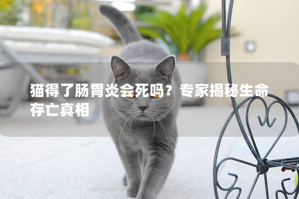 猫得了肠胃炎会死吗？专家揭秘生命存亡真相