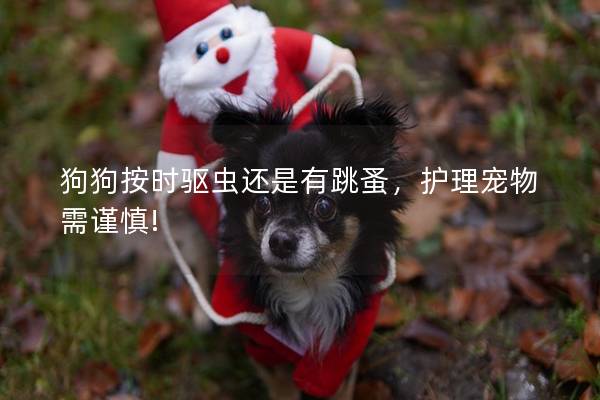 狗狗按时驱虫还是有跳蚤，护理宠物需谨慎!