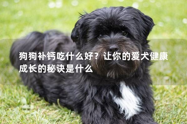 狗狗补钙吃什么好？让你的爱犬健康成长的秘诀是什么