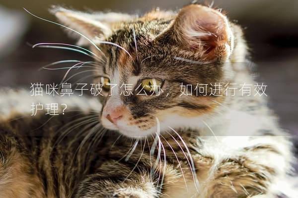 猫咪鼻子破了怎么办，如何进行有效护理？