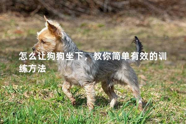 怎么让狗狗坐下，教你简单有效的训练方法