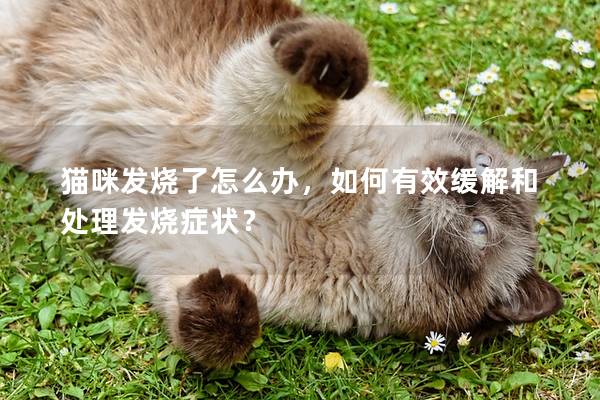 猫咪发烧了怎么办，如何有效缓解和处理发烧症状？