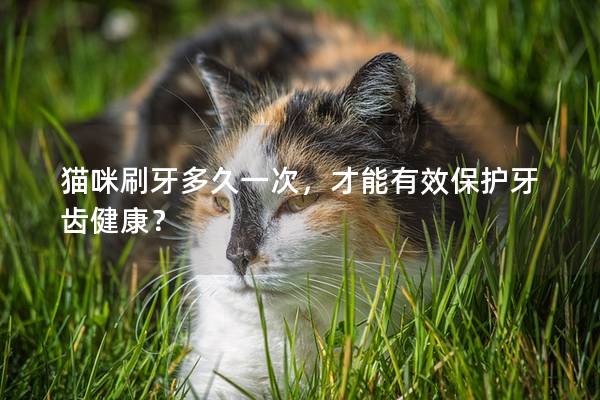 猫咪刷牙多久一次，才能有效保护牙齿健康？