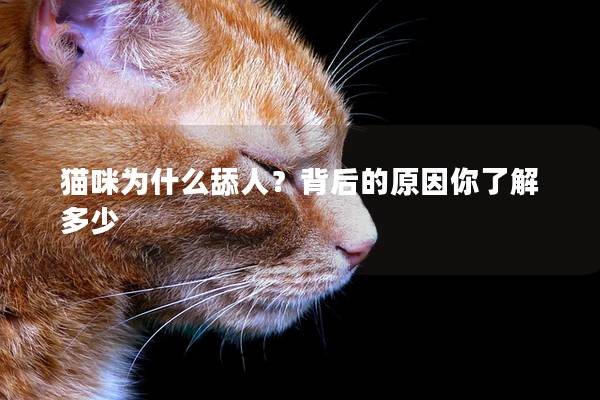 猫咪为什么舔人？背后的原因你了解多少