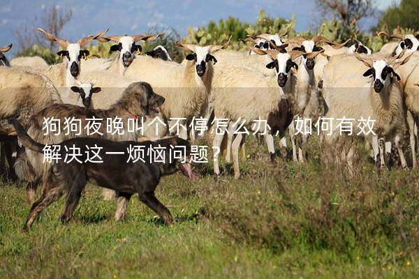 狗狗夜晚叫个不停怎么办，如何有效解决这一烦恼问题？
