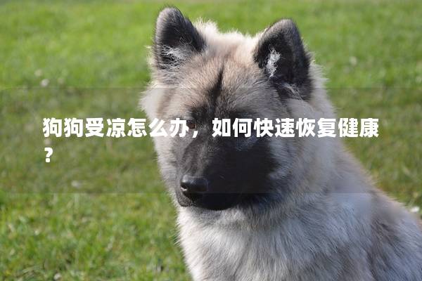 狗狗受凉怎么办，如何快速恢复健康？