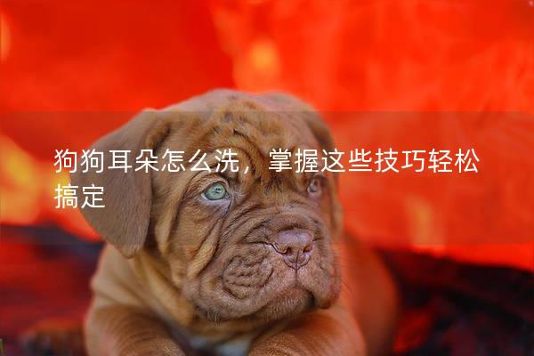 狗狗耳朵怎么洗，掌握这些技巧轻松搞定