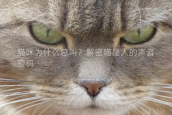 猫咪为什么总叫？解密喵星人的声音密码