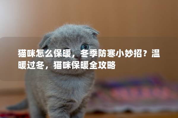 猫咪怎么保暖，冬季防寒小妙招？温暖过冬，猫咪保暖全攻略
