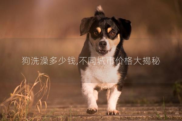 狗洗澡多少钱,不同城市价格大揭秘