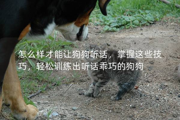 怎么样才能让狗狗听话，掌握这些技巧，轻松训练出听话乖巧的狗狗
