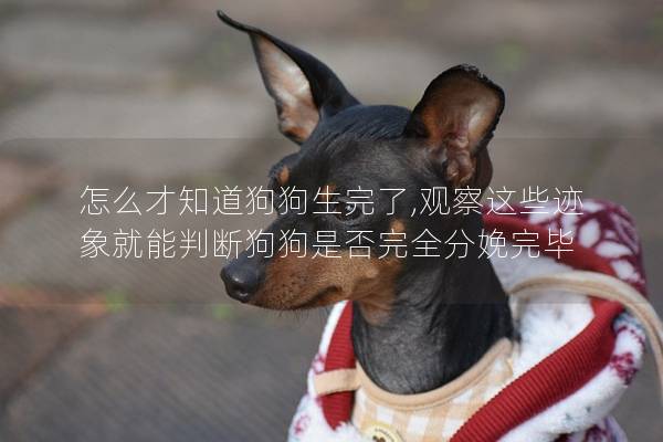 怎么才知道狗狗生完了,观察这些迹象就能判断狗狗是否完全分娩完毕