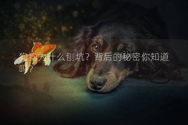 狗狗为什么刨坑？背后的秘密你知道吗？