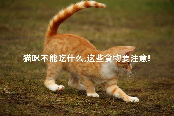 猫咪不能吃什么,这些食物要注意!
