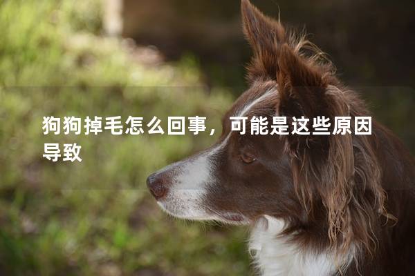 狗狗掉毛怎么回事，可能是这些原因导致