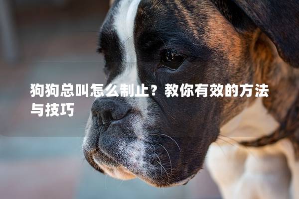 狗狗总叫怎么制止？教你有效的方法与技巧