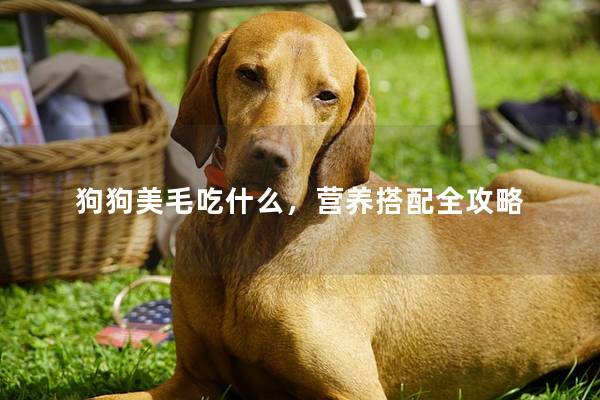 狗狗美毛吃什么，营养搭配全攻略