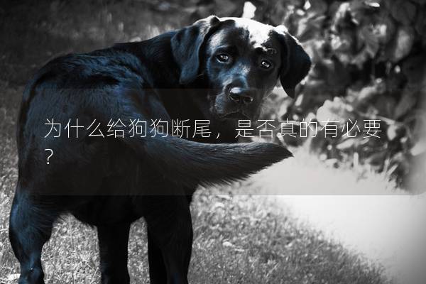 为什么给狗狗断尾，是否真的有必要？