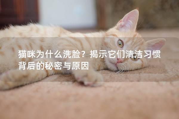 猫咪为什么洗脸？揭示它们清洁习惯背后的秘密与原因
