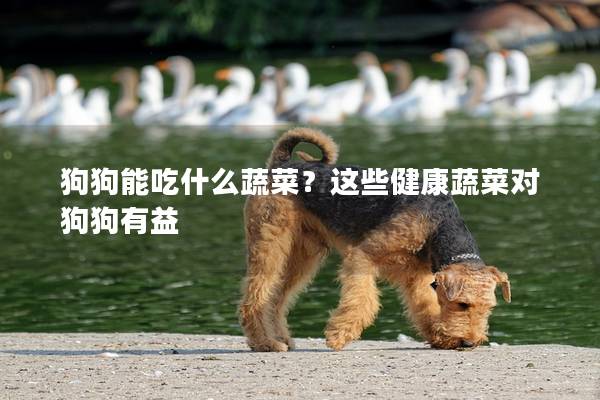 狗狗能吃什么蔬菜？这些健康蔬菜对狗狗有益