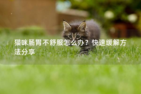 猫咪肠胃不舒服怎么办？快速缓解方法分享