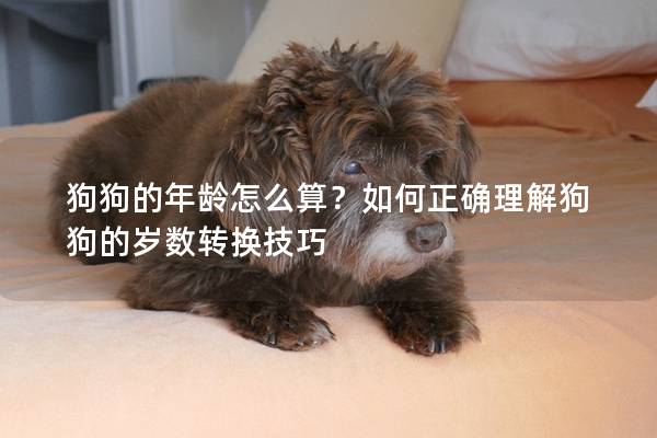 狗狗的年龄怎么算？如何正确理解狗狗的岁数转换技巧